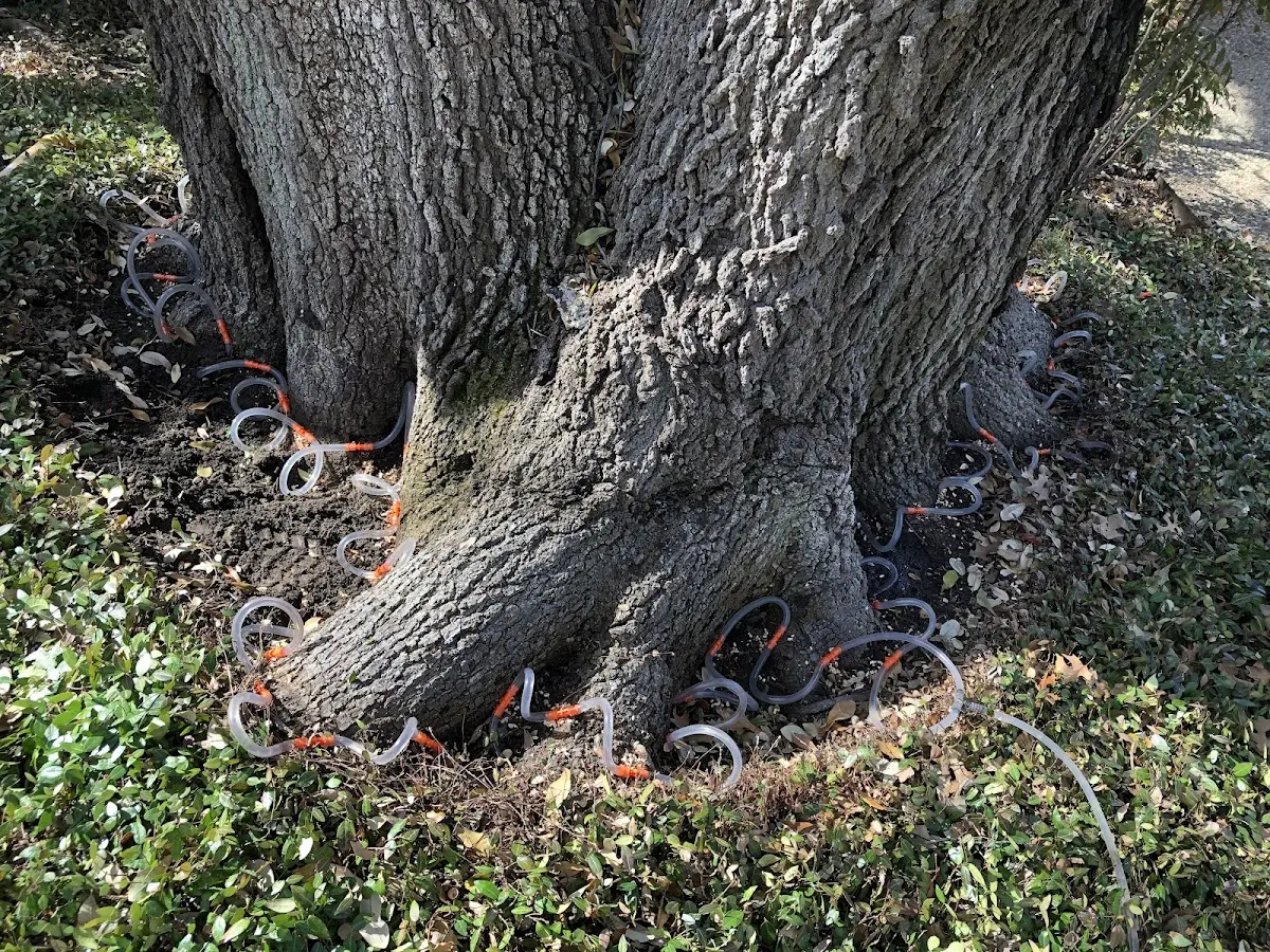 Detailed Tree Cabling and Bracing job site in Willow
